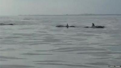 Still from footage showing a pod of dolphins in the water during a fishing contest off the coast of Brighton