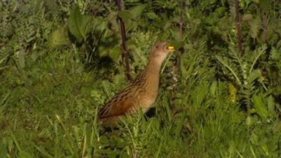Corncrake numbers began to decline in Northern Ireland with changes to farming
