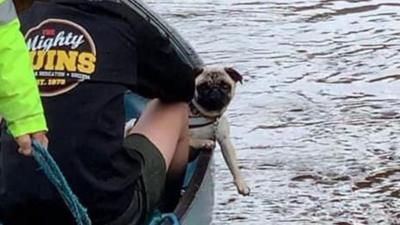 Oreo the pug was rescued