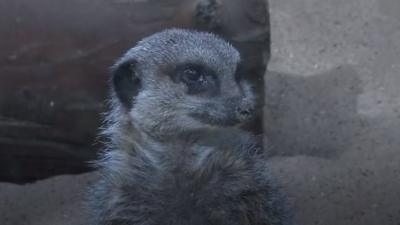 A meerkat