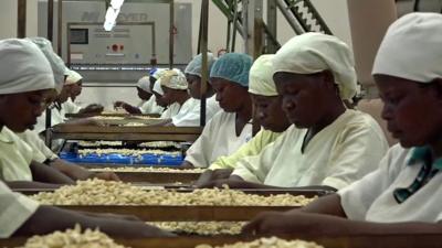 women processing cashew nuts