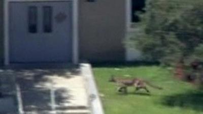 Lion on school campus in Granada Hills, Los Angeles