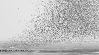 The display of knot in Norfolk only happens at very high tide during autumn or early spring.