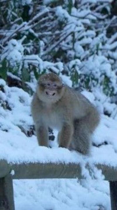Monkeys in snow