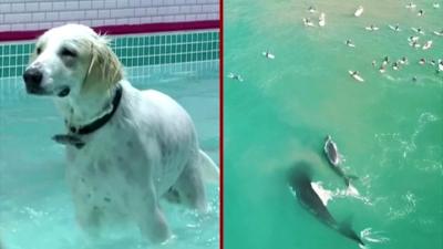 Dog pool party (L) and whales and surfers (R)