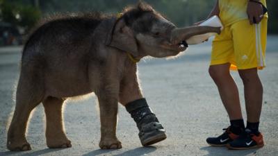 A baby elephant is learning to walk again