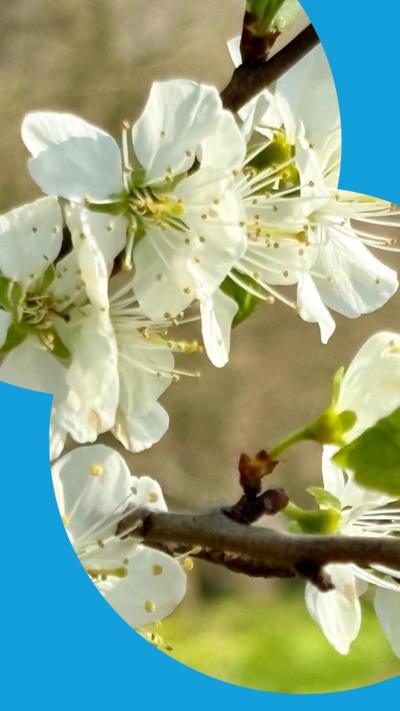 White blossom on a branch