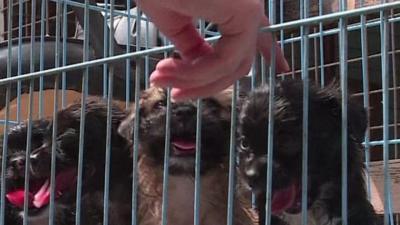 Dogs at rescue home in Baghdad