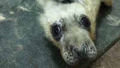 Rescued seal