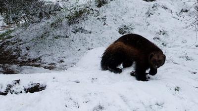 Wolverines in the snow