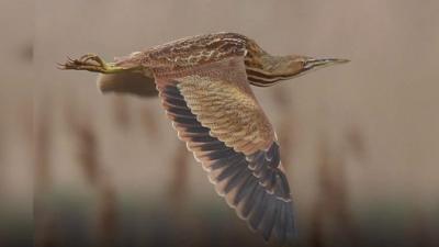 American bittern in flight