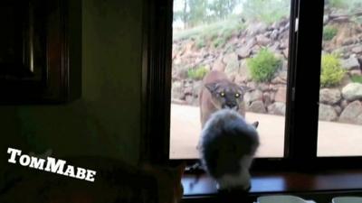 The mountain lion and cat come face to face in Colorado USA