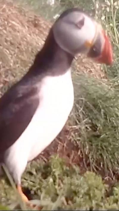 A screengrab of a puffin which was filmed outside a nest on the Isle of Muck on a sunny day.   There is a mound of grass behind the black and white seabird