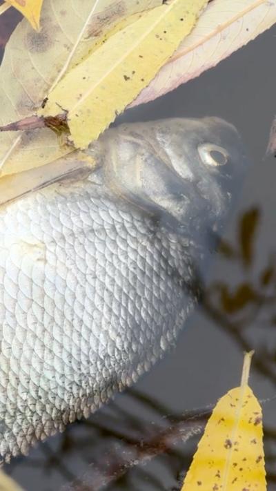 A dead fish underwater.
