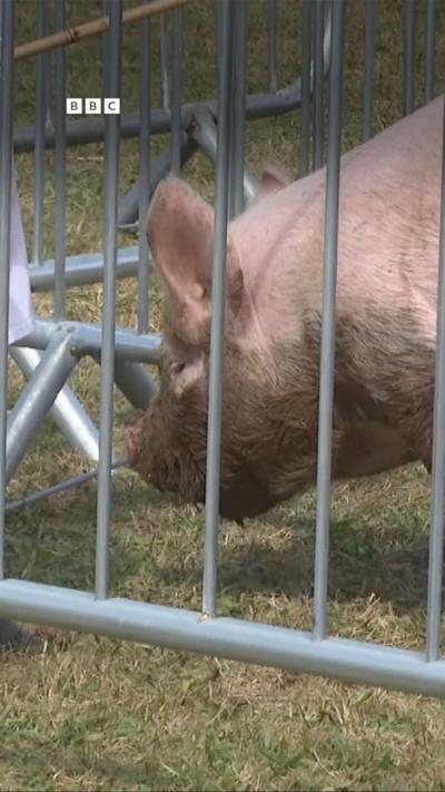 Pig behind a fence