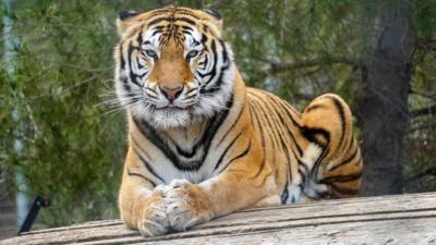 A tiger laying down on top of a wooden structure looking into camera