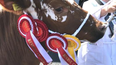 Cow with rosettes