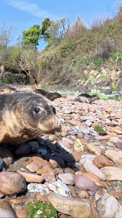 A seal pup on pebbles