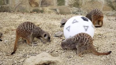 The animals tested out their dribbling skills ahead of the World Cup quarter-final.