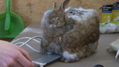 Toaster made using a dead rabbit