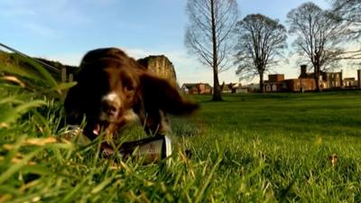 Lulu the litter picking spaniel