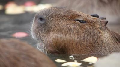 Capybaras.