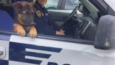 Rescued dog recruited by the Spanish Police officers who found him