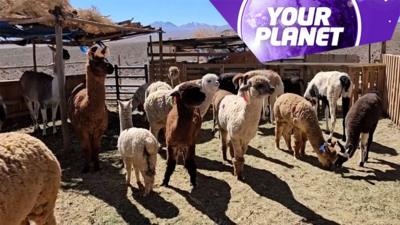 Camelids on a farm and the Your Planet logo