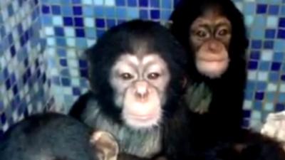 Footage of a notorious 'blue room' in Ivory Coast - uncovered as part of a BBC investigation - shows a number of chimps held captive.