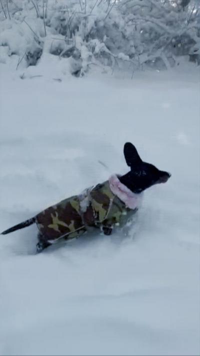 A dog running in the snow