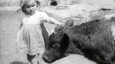 A child pets a cow on its head.