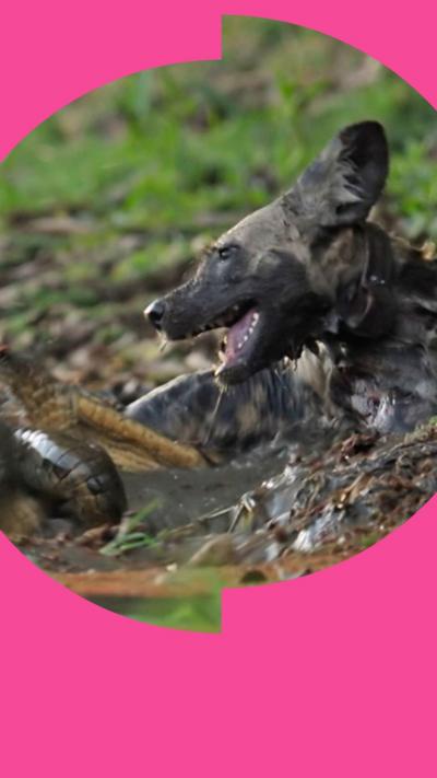 African wild dog struggles when being attacked by a crocodile