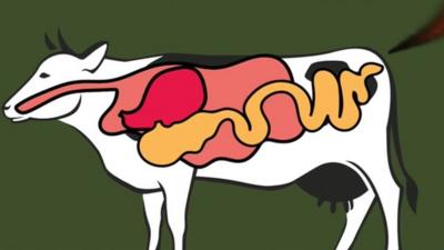An illustration of a cow's digestive system