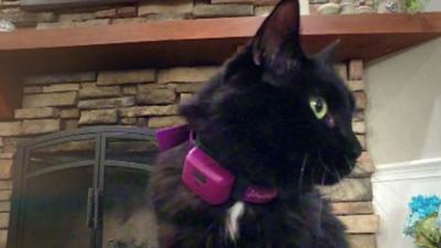 A cat wearing a PetPace collar