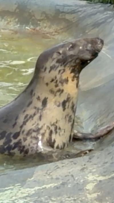Grey seal in pool basking in the sunlight, face upwards, eyes shut and smiling. She is covered in dark spots.