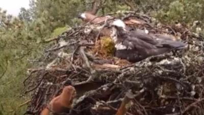 Red squirrel peeks into an osprey nest