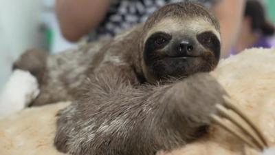 A sloth looks at the camera.