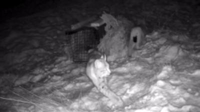 Night camera footage of lynx in snow circling around a camera trap.