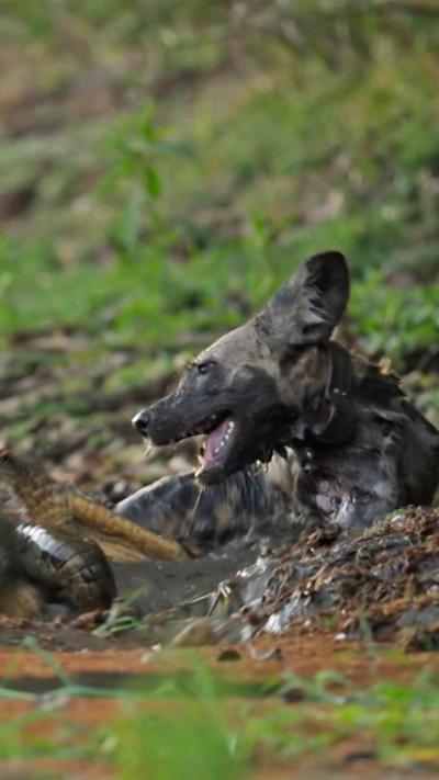 A crocodile attacks a wild dog in the shallows
