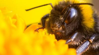 close up of a bee on a flower