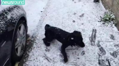 dog in snow