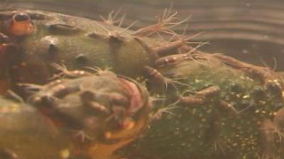 crayfish with worms attached