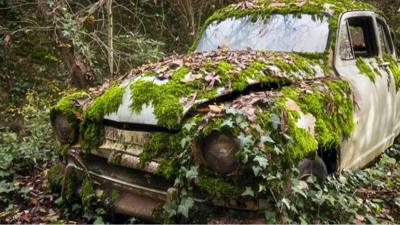 Abandoned car overgrown with moss and ivy