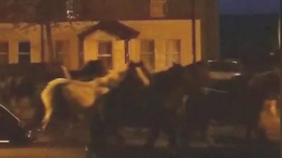 Horses trotting past houses in Londonderry