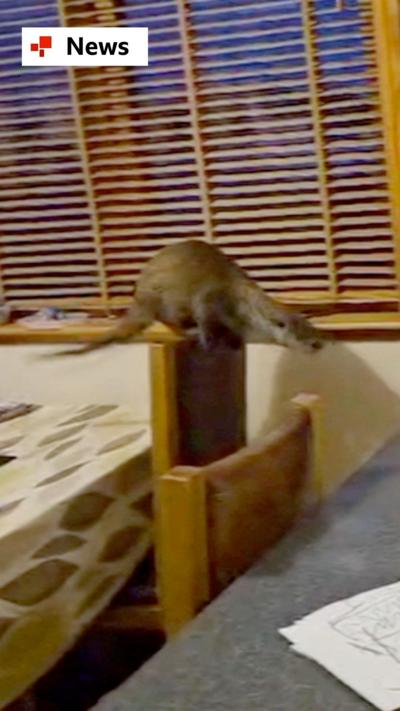 An otter by the window in a family home in Shetland