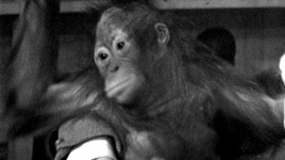 Bulu the orangutan.