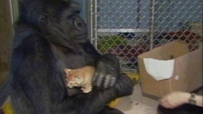 Koko the Gorilla on the left hand side of the frame, craddling Lip-Lipstick in her arms.  A box in which the kitten had been inside is visible to the right and the arm of Koko's carer can also been seen.  A cage is visible in the background