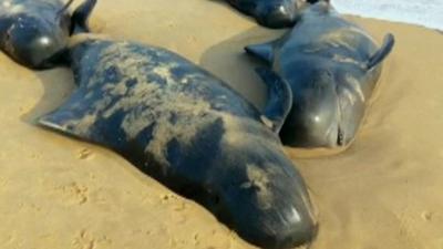 Dead whales have been washed to shore at Tuticorin in India.