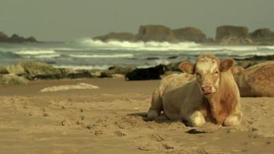 Cow on a beach in County Antrim