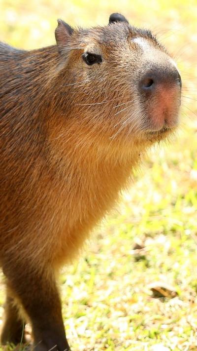 A capybara is standing on a patch of grass in the sunshine looking slightly off camera.